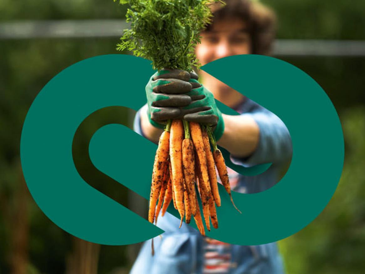 A person holding a bunch of carrots