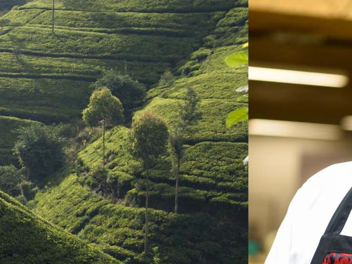 Tea fields in Sri Lanka and an image of Dilhan Fernando