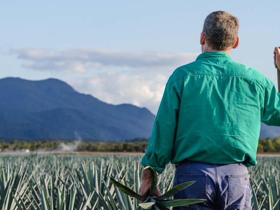 A man standing in an agave fild