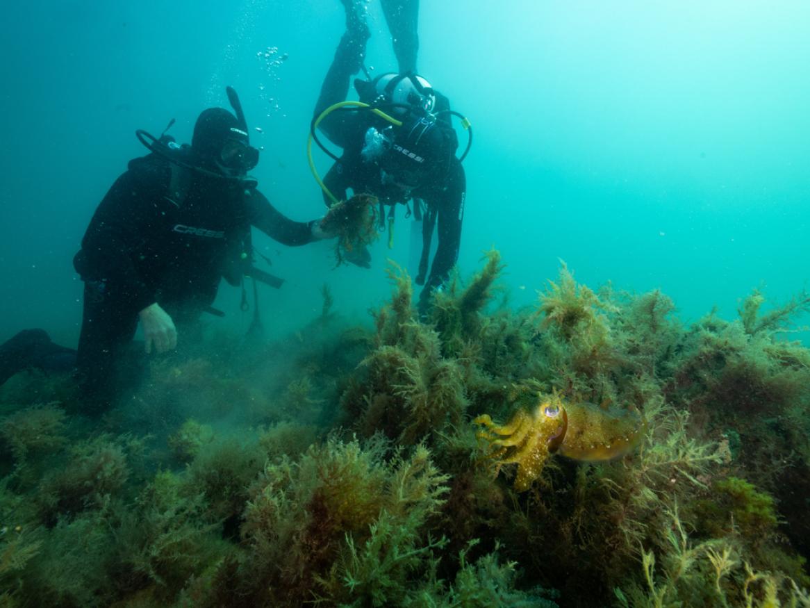 Dominic McAfee and Sean Connell diving at a reef credit Stefan Andrews