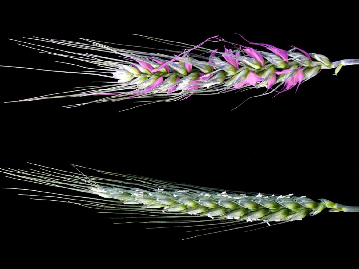 Two images of a wheat spike. The top image is a spike from an alog1 mutant, with additional spikelets highlighted in pink. The bottom image is a normal spike from a plant without the edited gene.