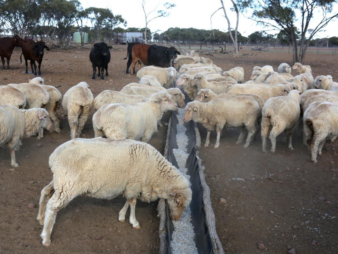 Sheep and cows on a farm credit James Bowyer