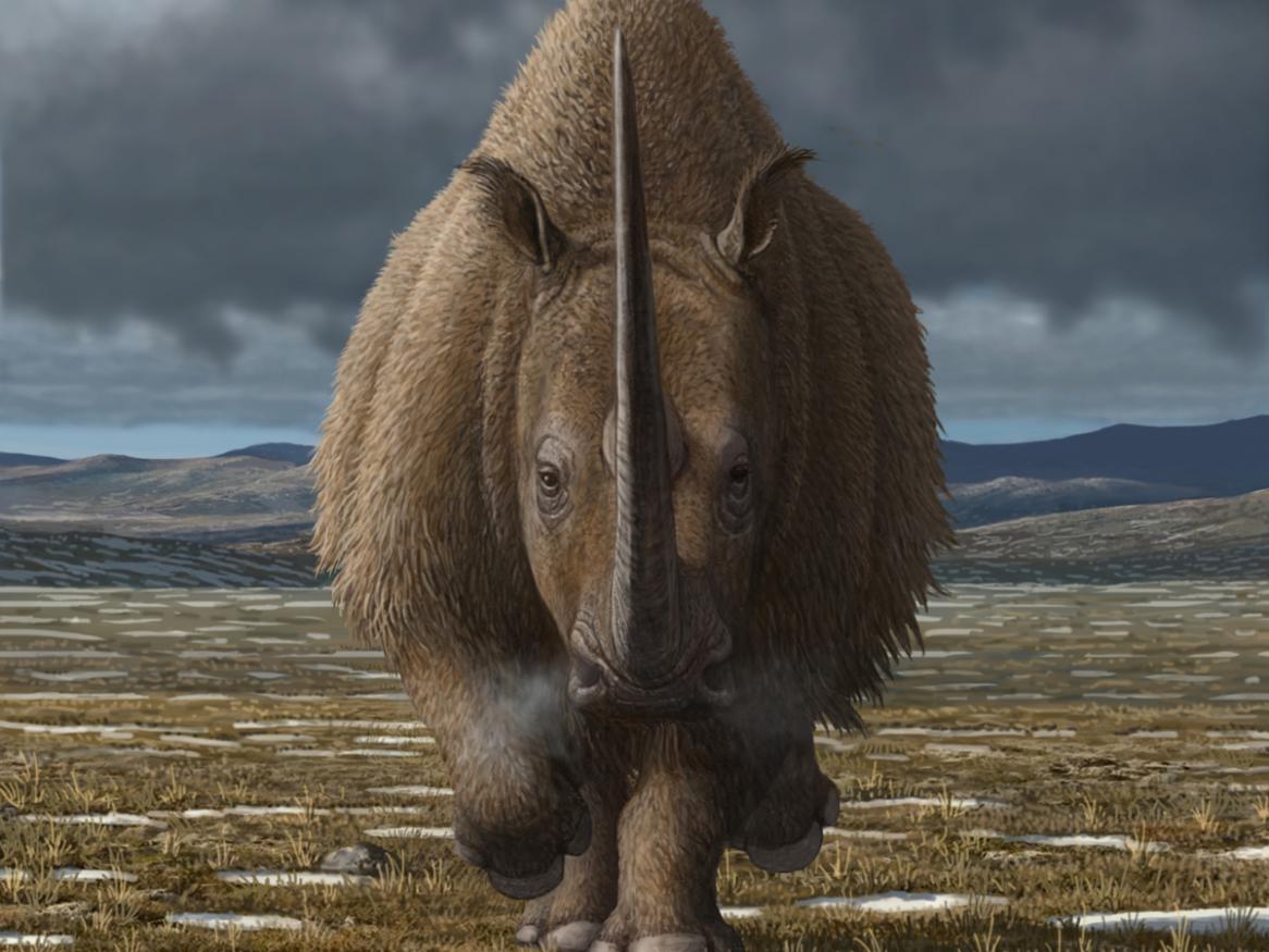 coelodonta. Credit Mauricio Anton