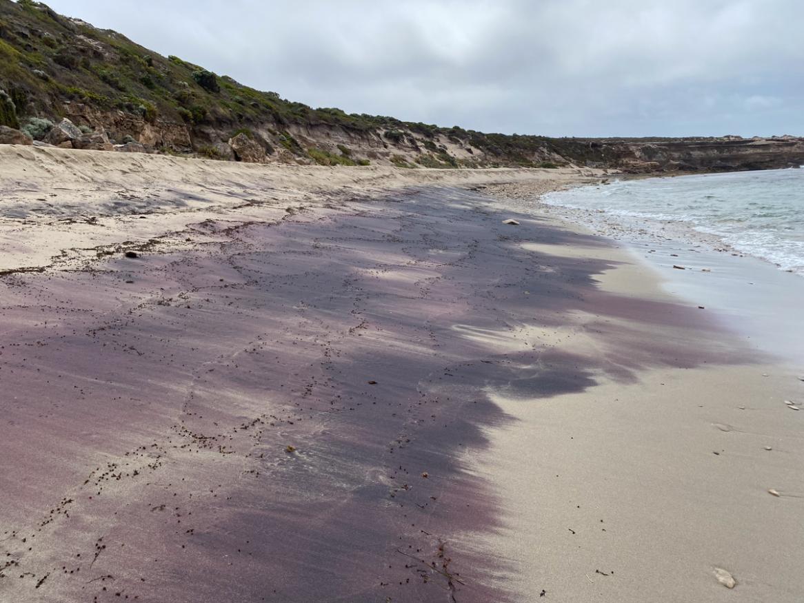 Pink Sand Garnet at Innes National Park credit University of Adelaide