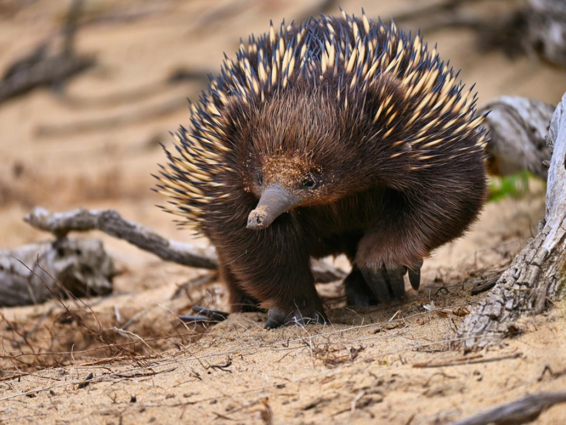 Echidna credit Enguerrand Blanchy