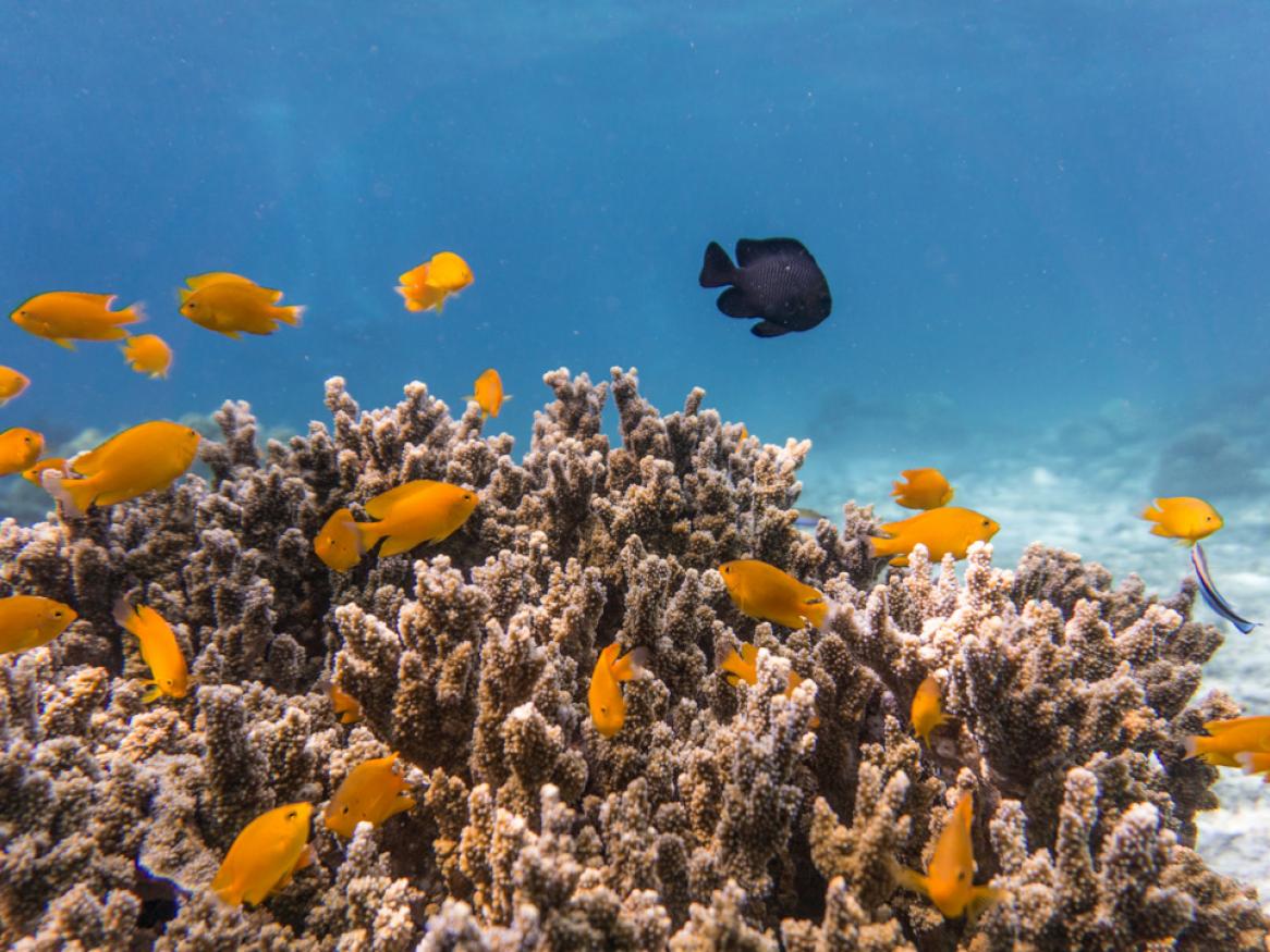 Lemon Damselfish and Dascyllus at a shallow coral reef credit Placebo365