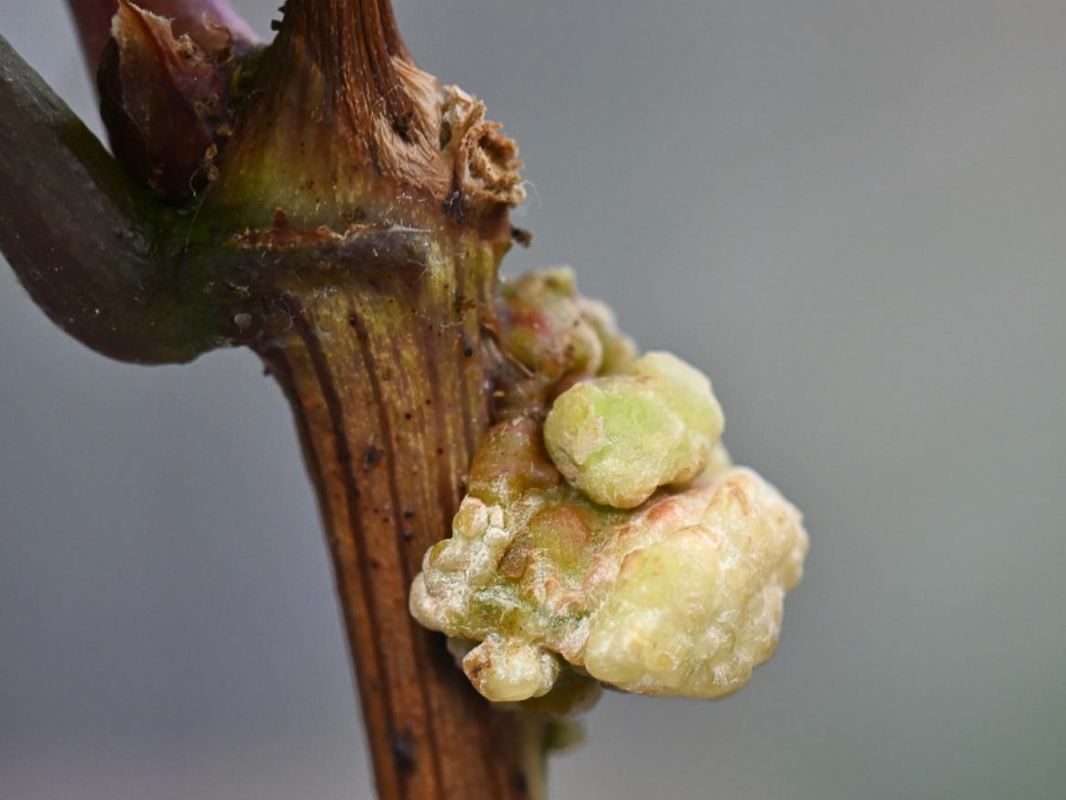 Crown gall on grapevines