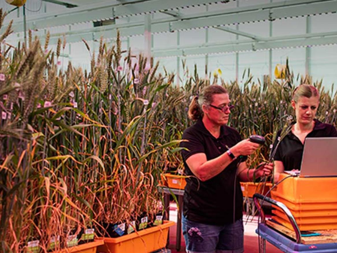 A person scanning a wheat sample