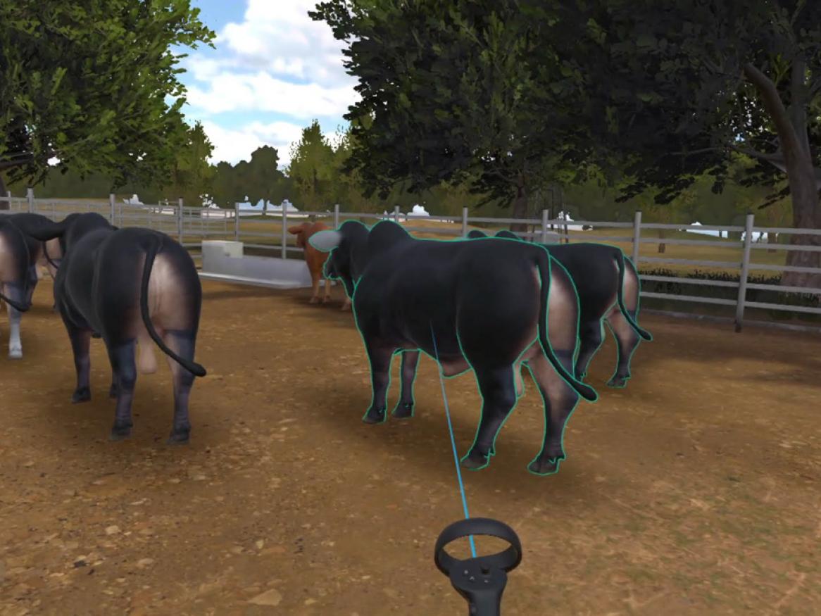 A still from the CattleVR teaching tool