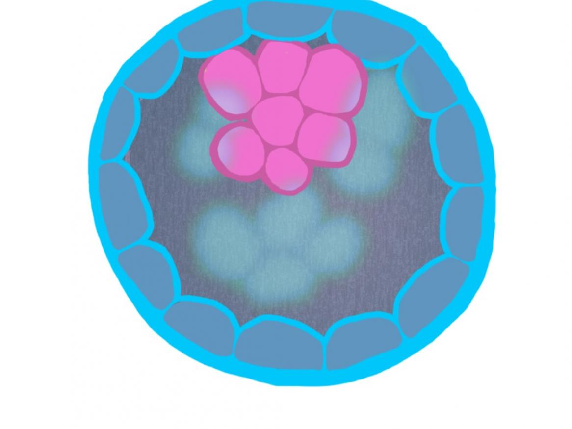 Embryo