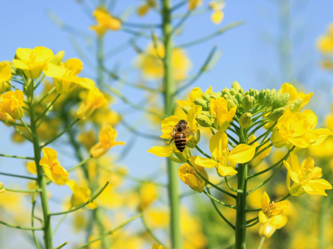 Bee on flower