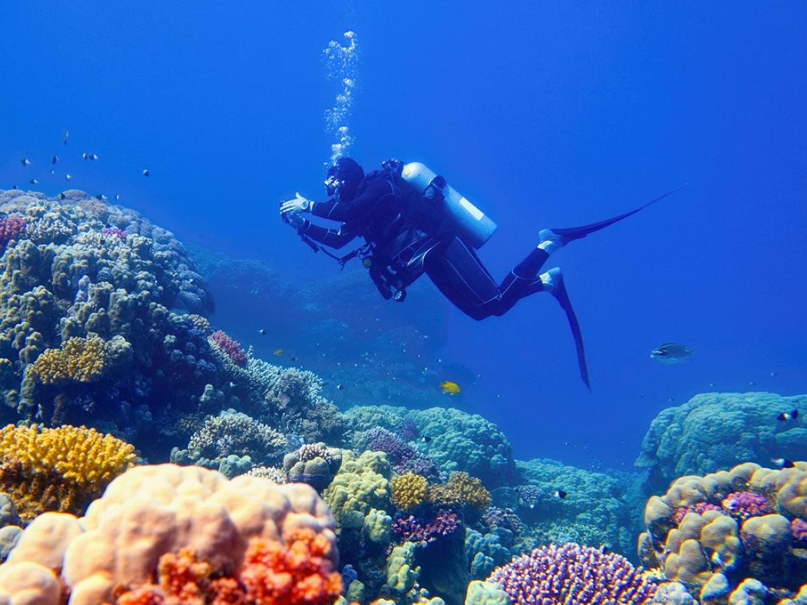 reef