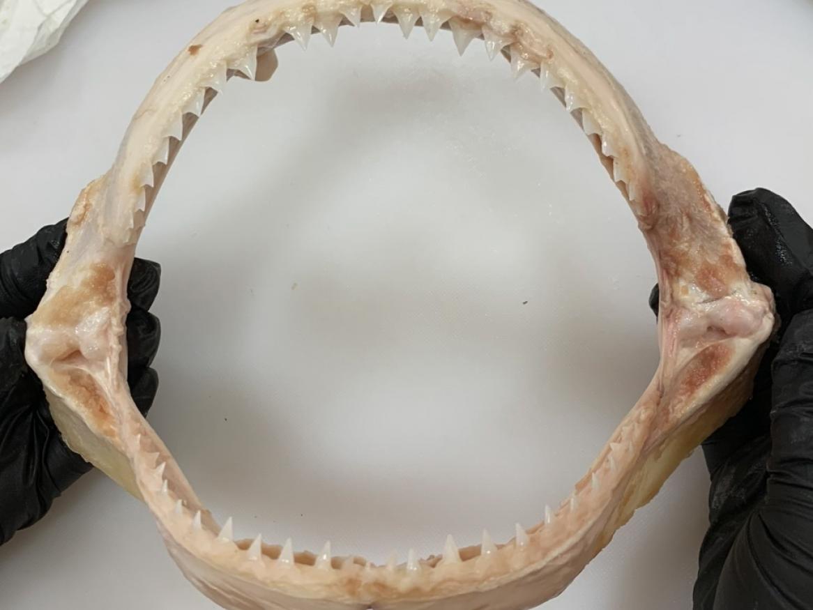 A bull shark jaw. Credit Josephine Lingard