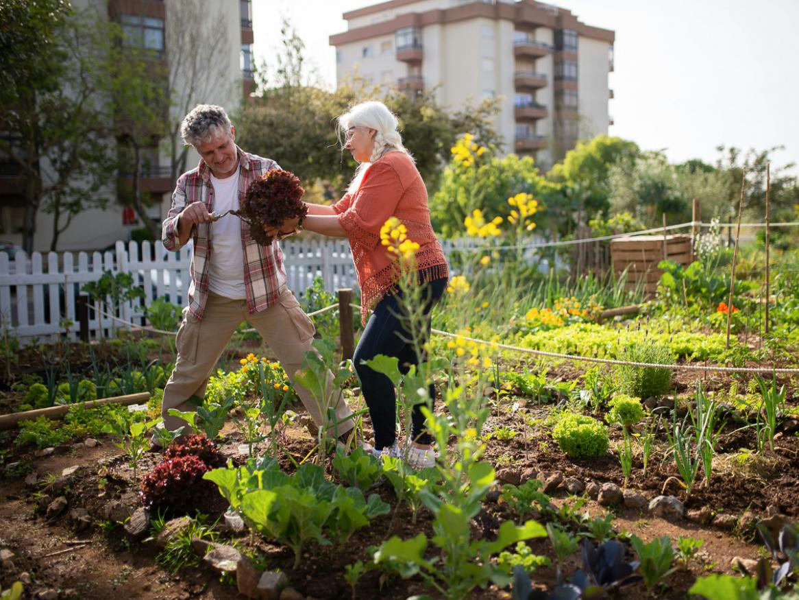 Two people garden together