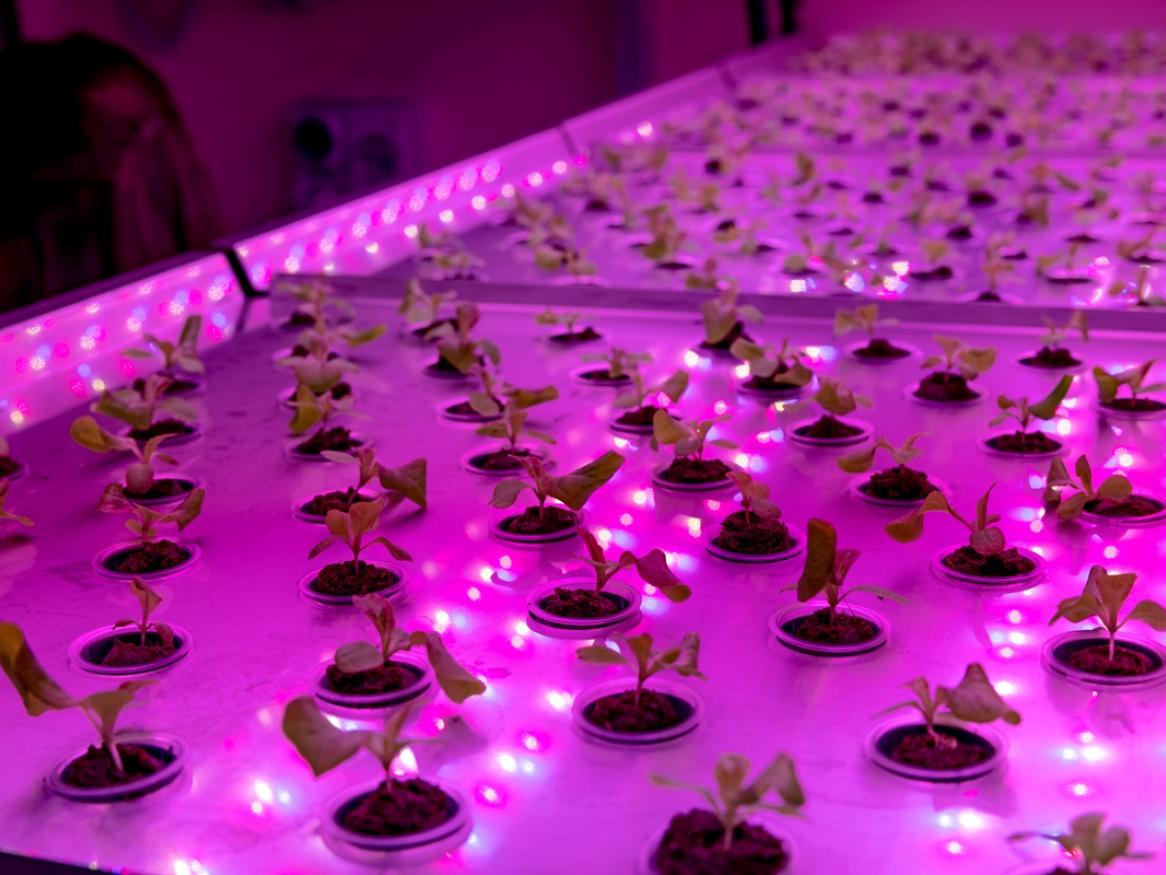 Photo of rows of plants growing under pink lights