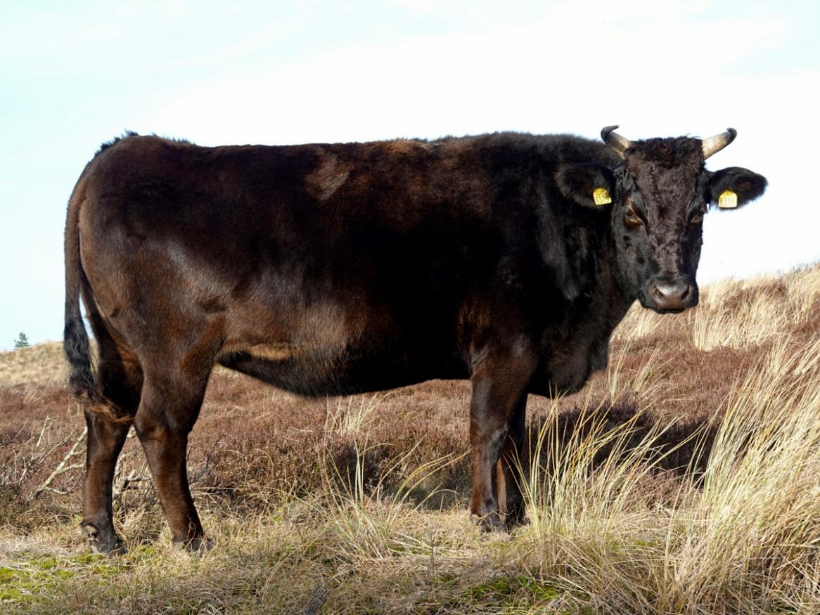 Wagyu cow credit Peter Hoogmoed