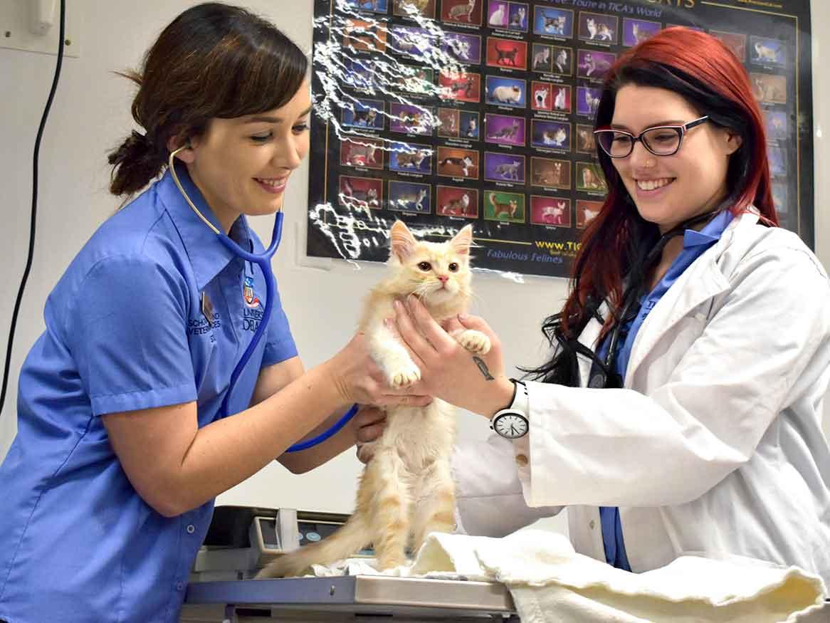 Two veterinary students, with a young cat