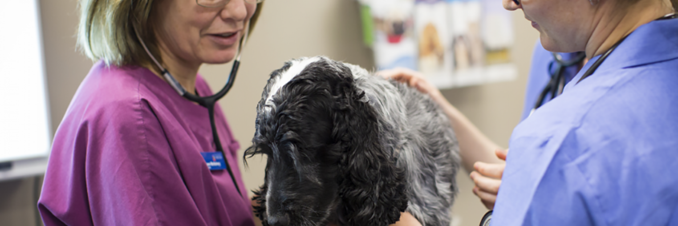 veterinarian and a dog