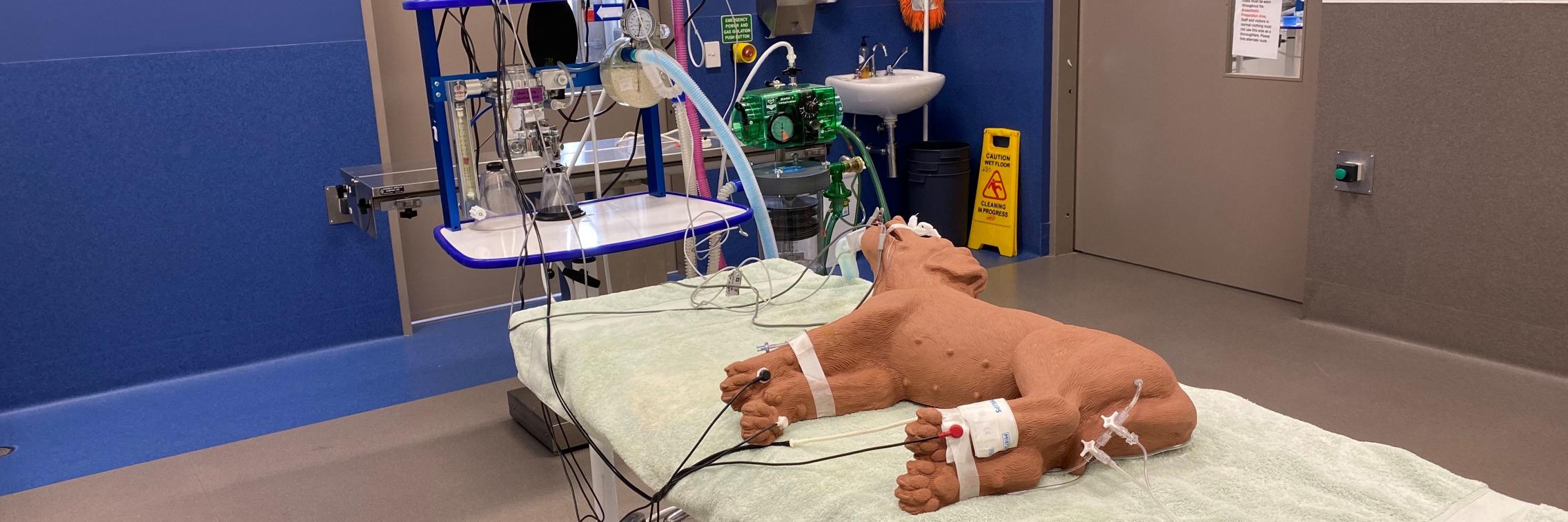 Vet simulation theatre with robotic dog on operating table