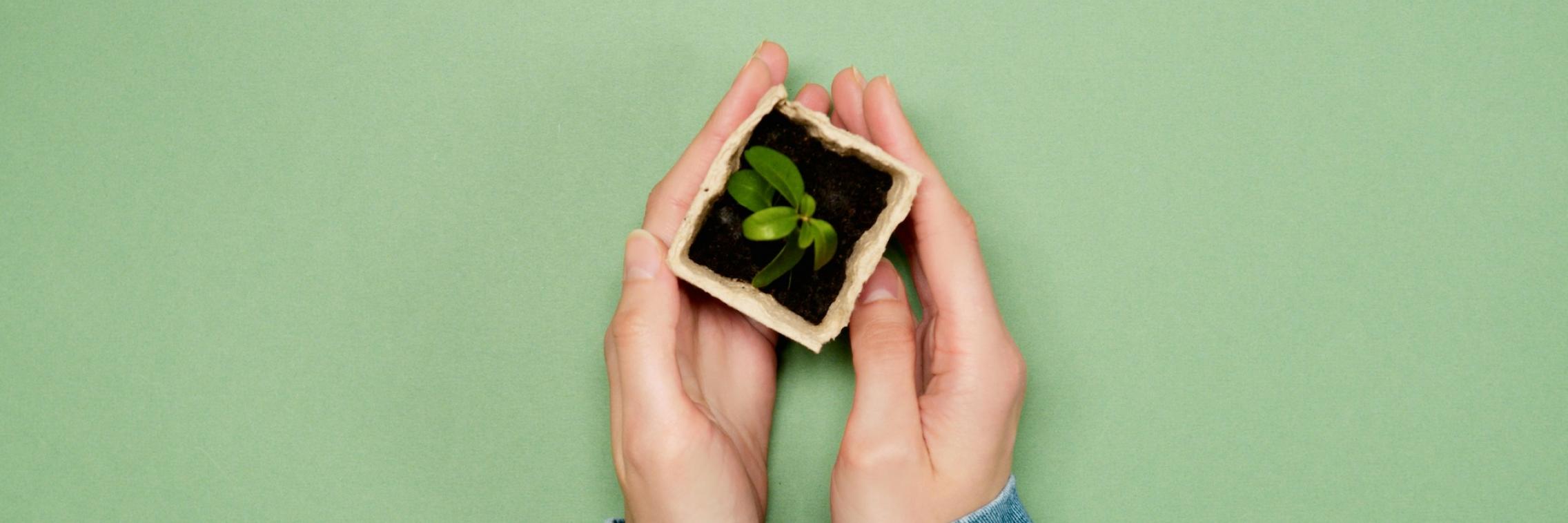 Hands holding a seedling