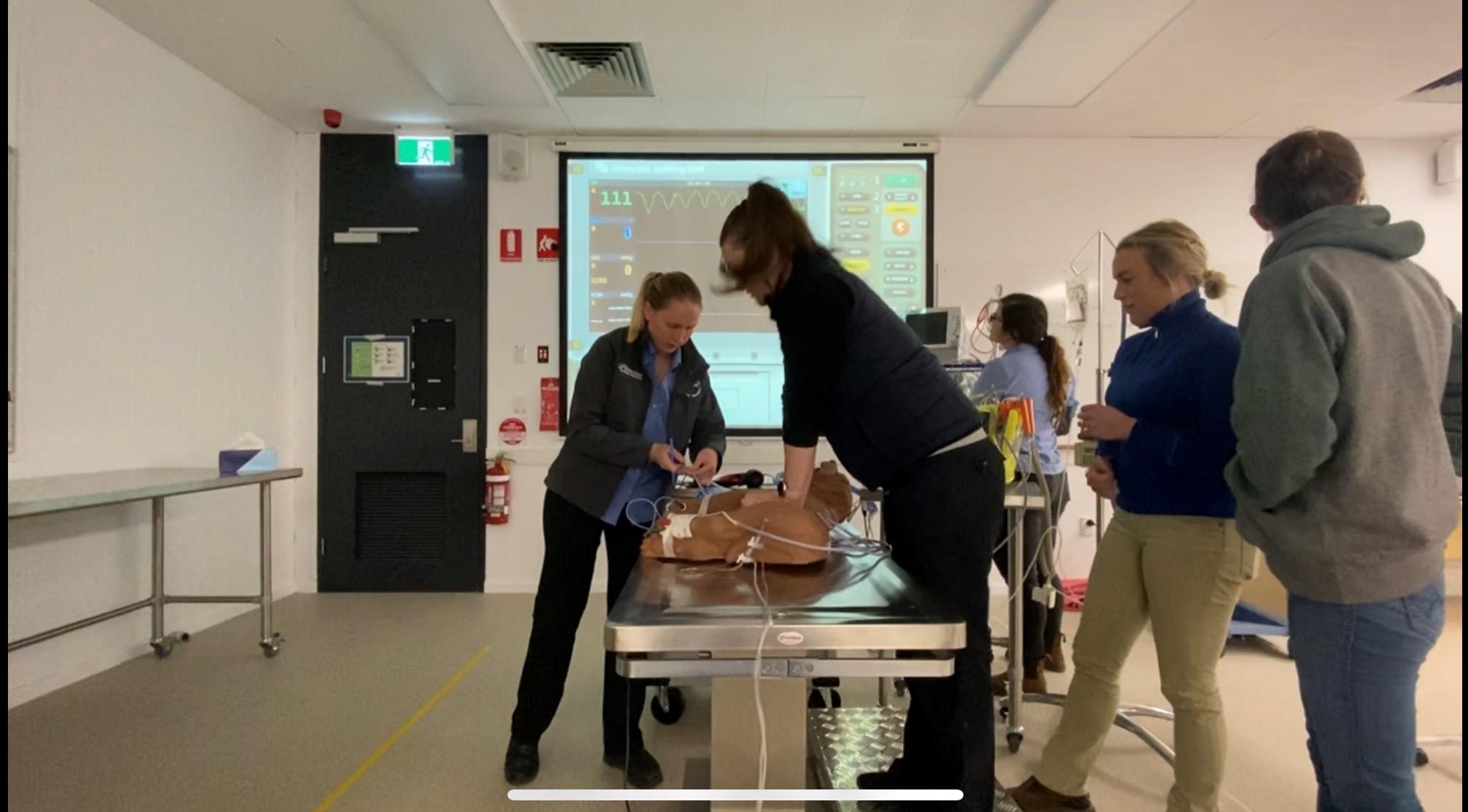 Veterinary science students performing CPR on robotic dog