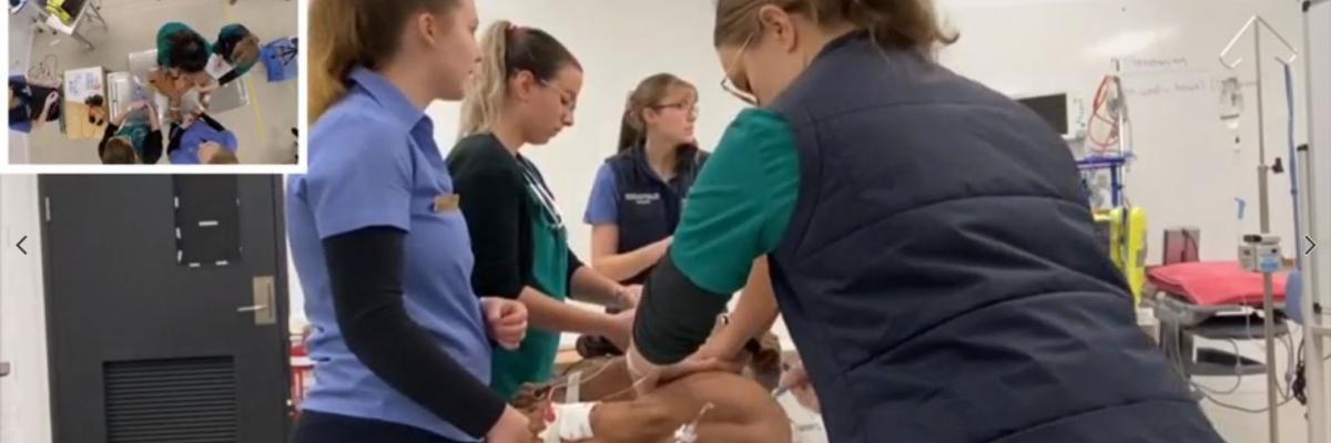Students in vet simulation theatre with robotic dog on operating table