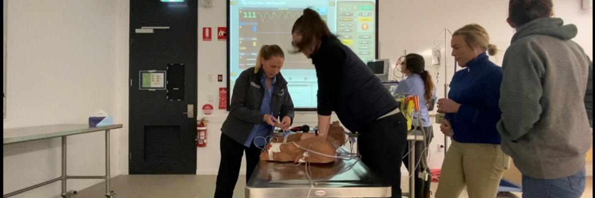 Veterinary science students performing CPR on robotic dog