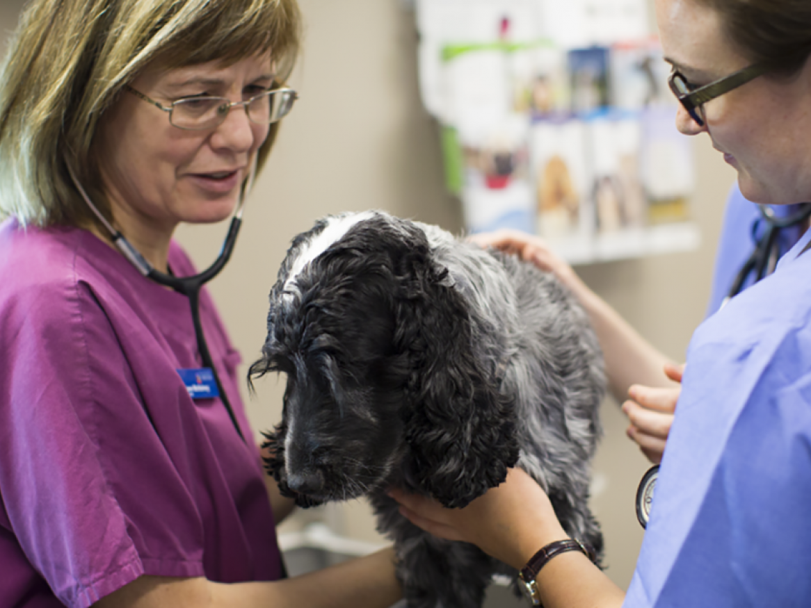 veterinarian and a dog