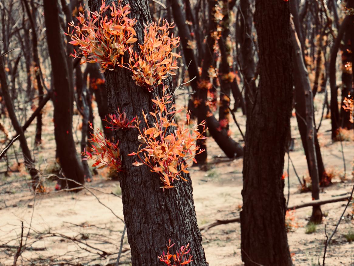 Bushfire-tree