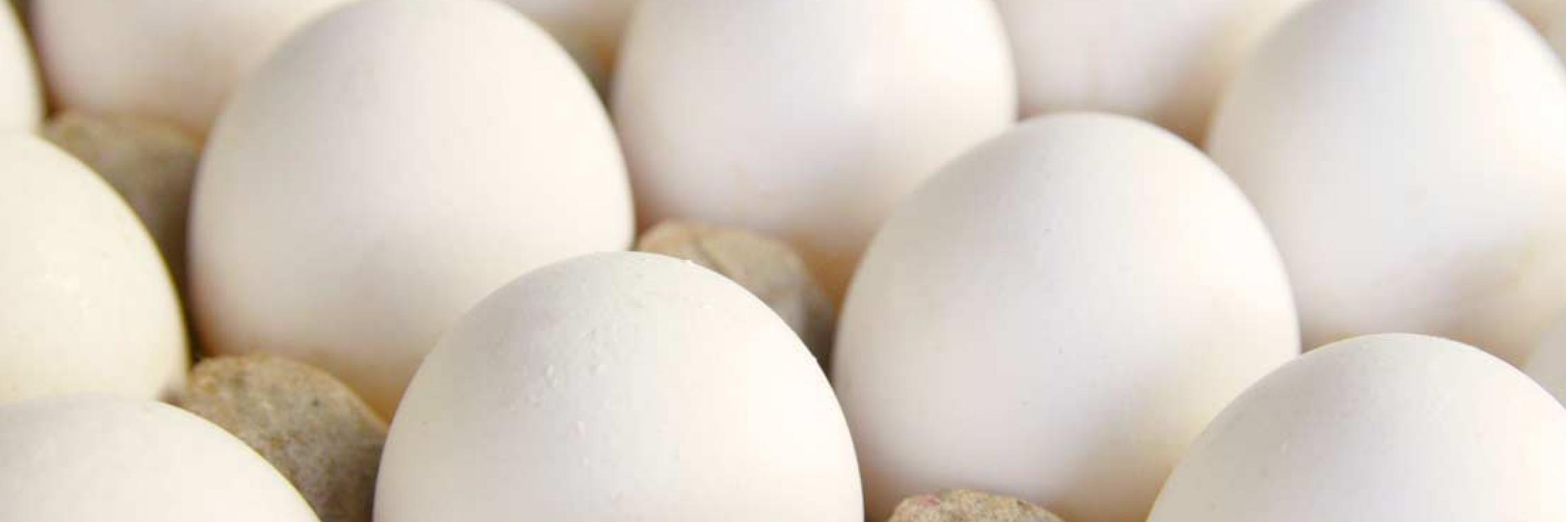 High Omega-3 eggs with Solar Eggs
