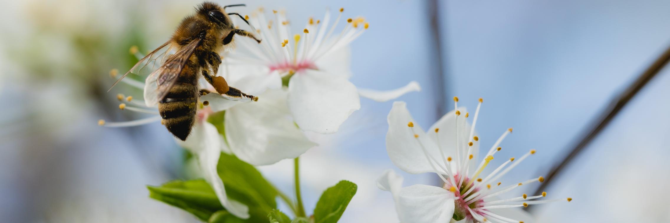 Protecting crops by preserving their pollinators
