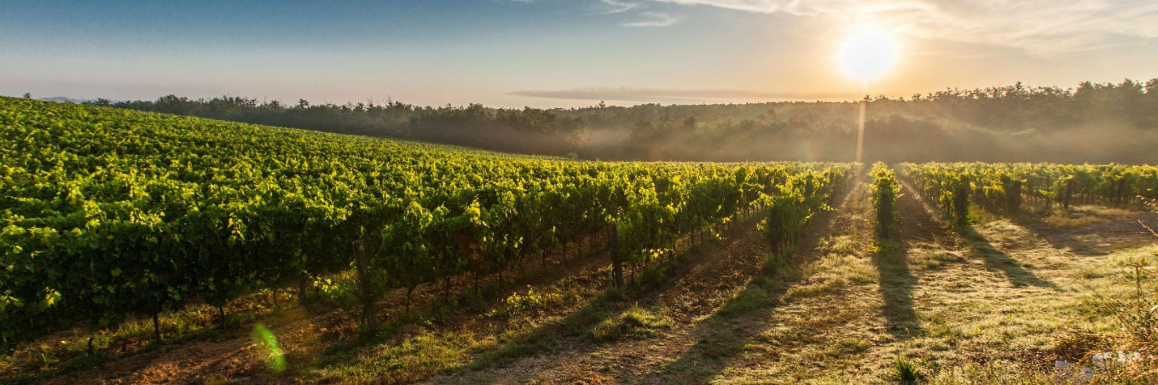 Wine crops in daylight