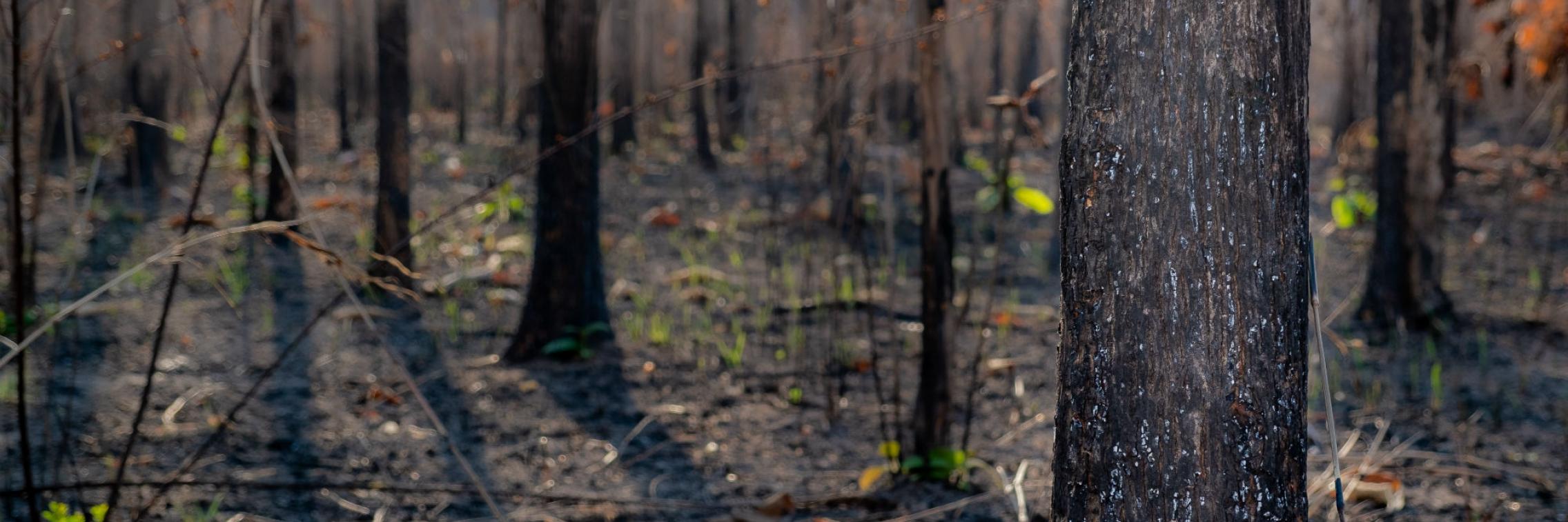 Forest fire aftermath