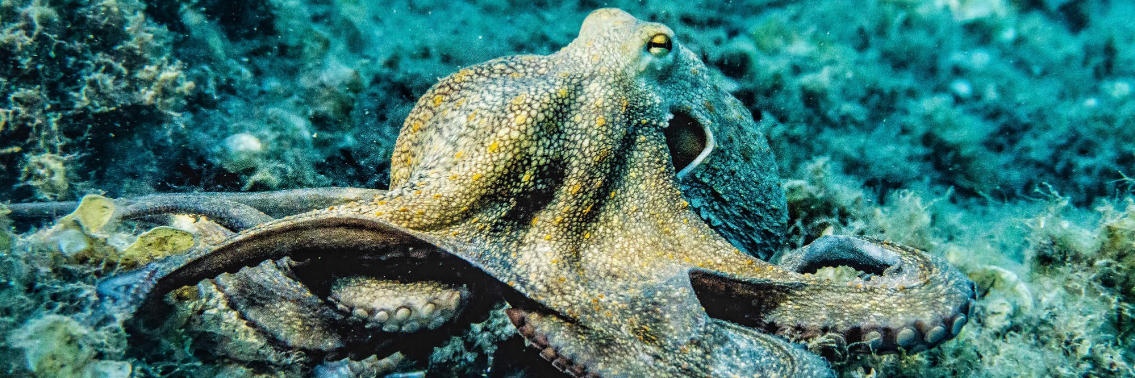 Selective focus photo of Octopus