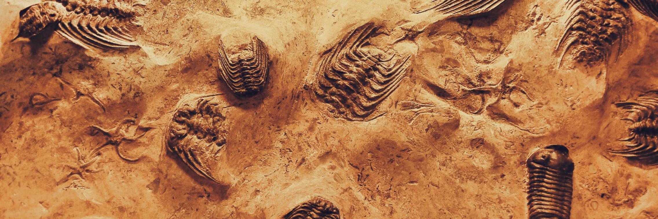 Close up photo of fossils