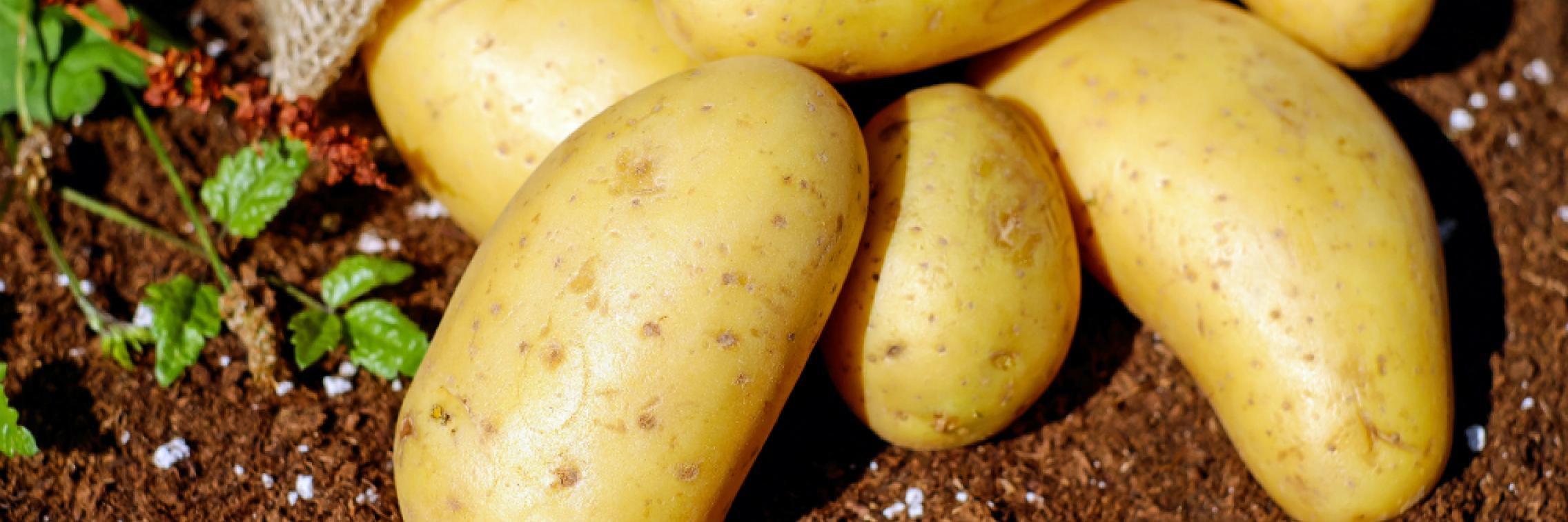 Potatoes close up