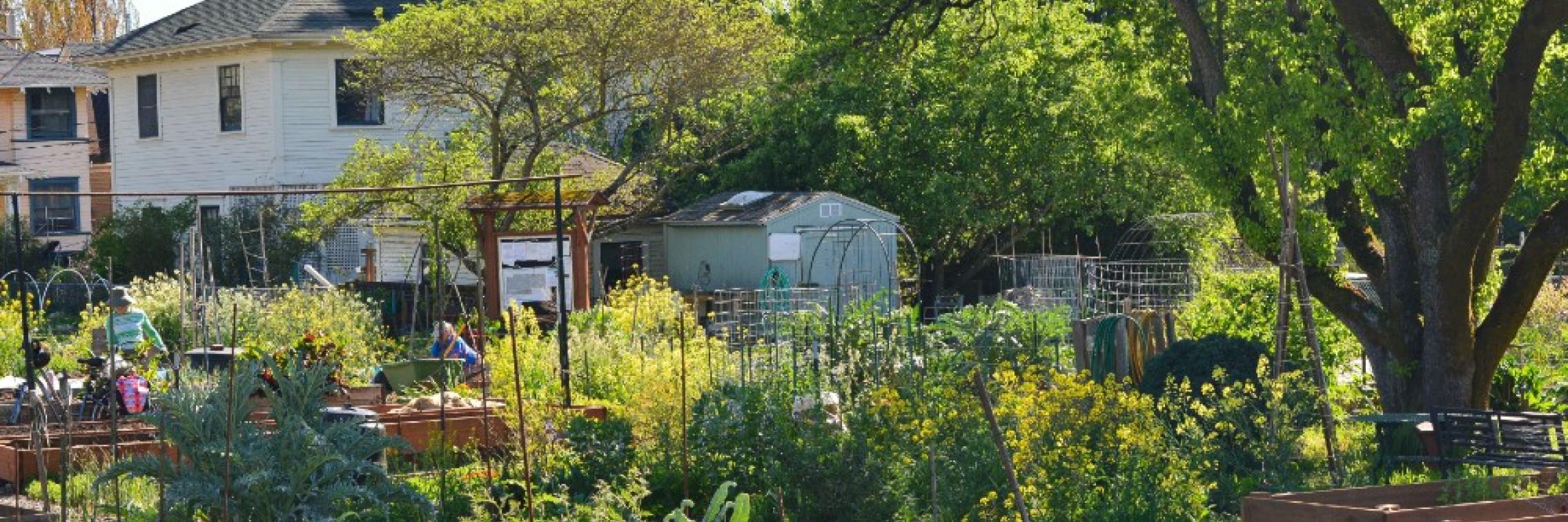 Community Garden