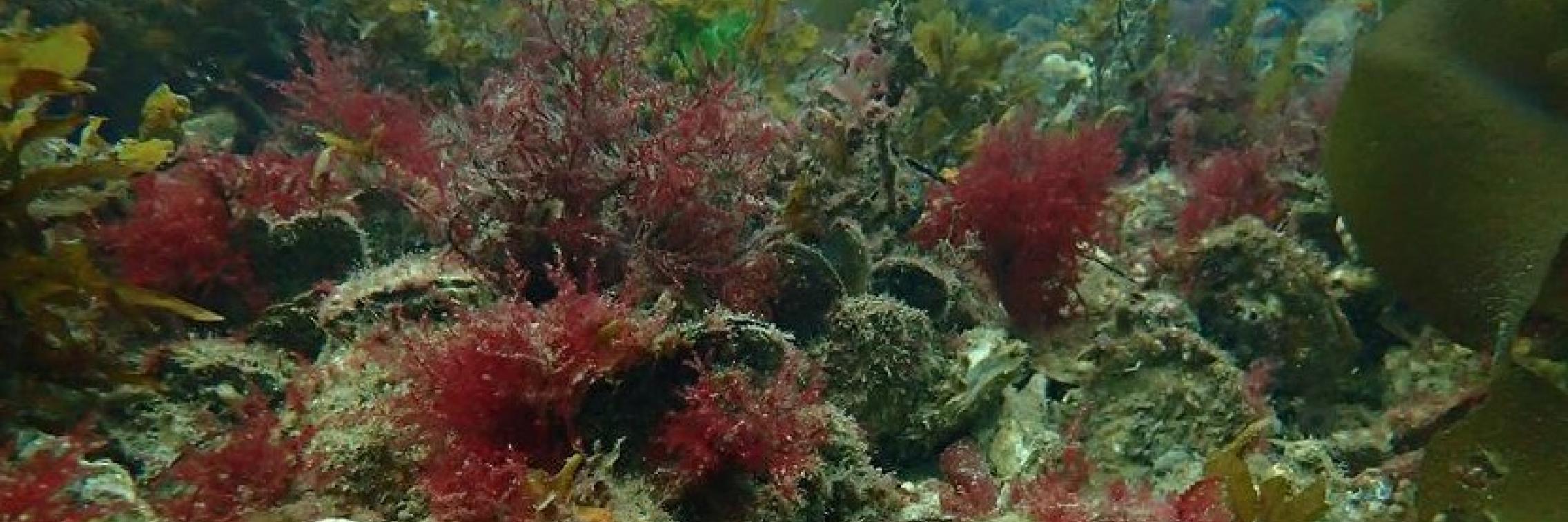 Ostrea angasi reef 