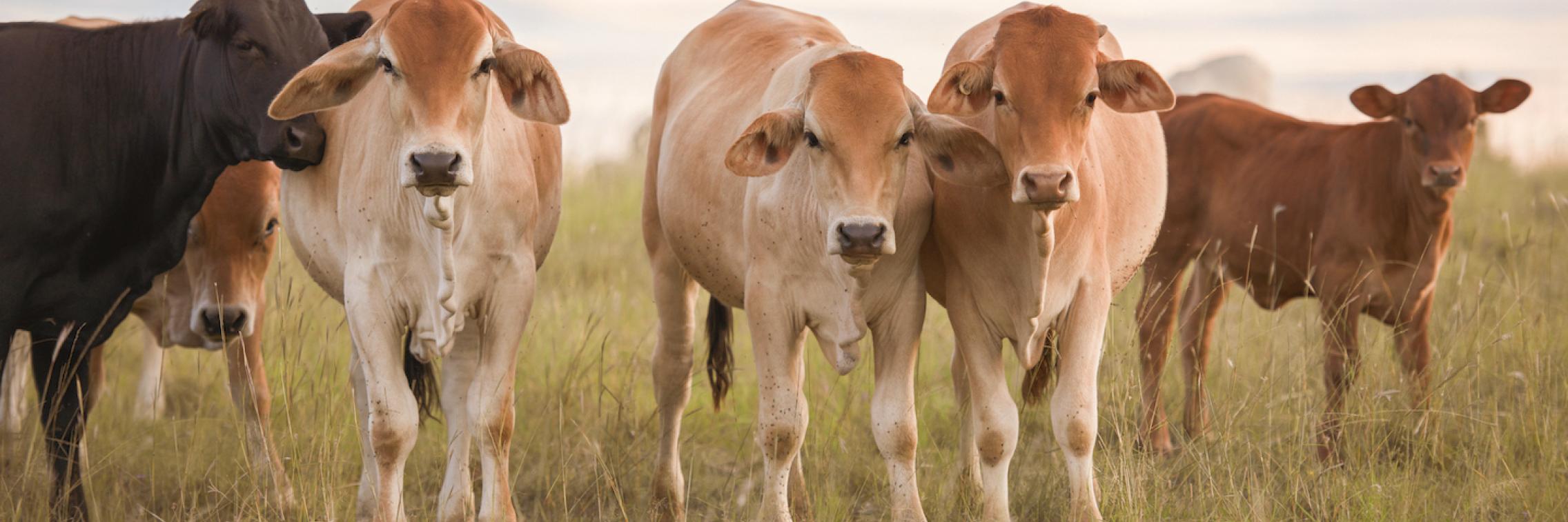 Australian cattle 