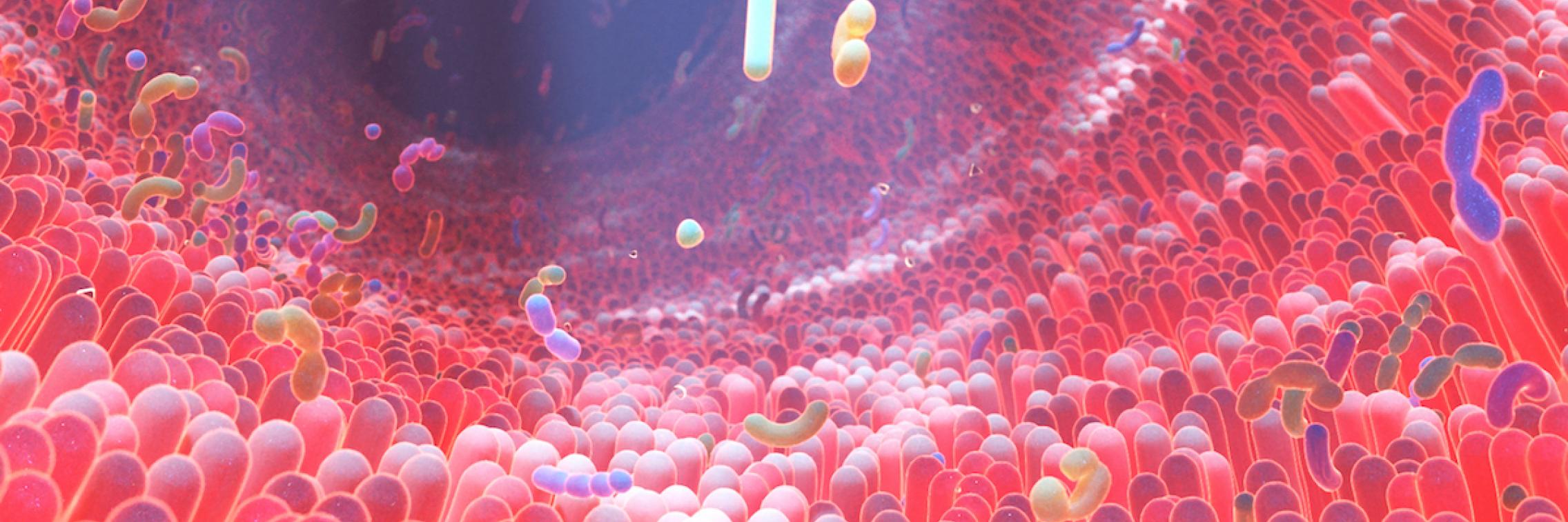 gut bacteria