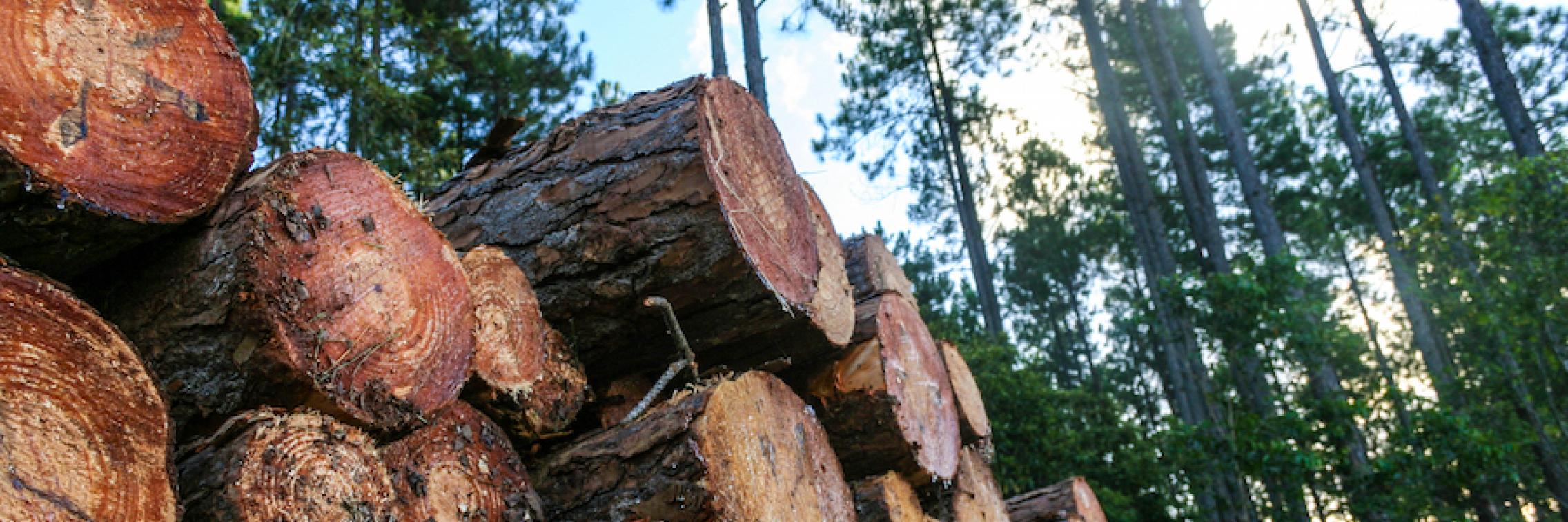 Stopping the illegal trade in timber from a server farm in Adelaide