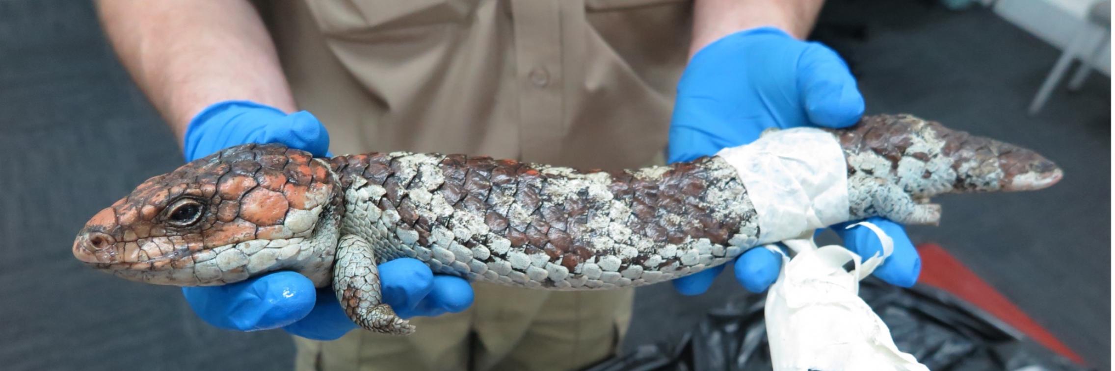 Shingleback lizard