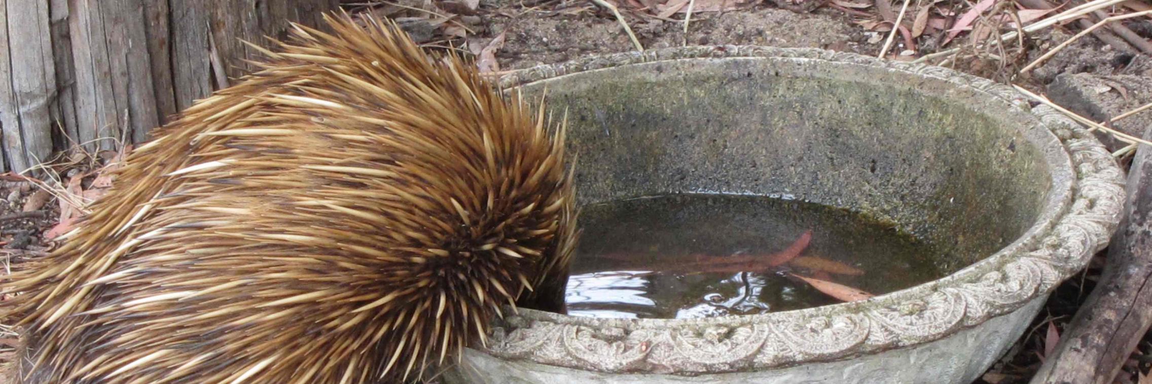 Echidna drinking water