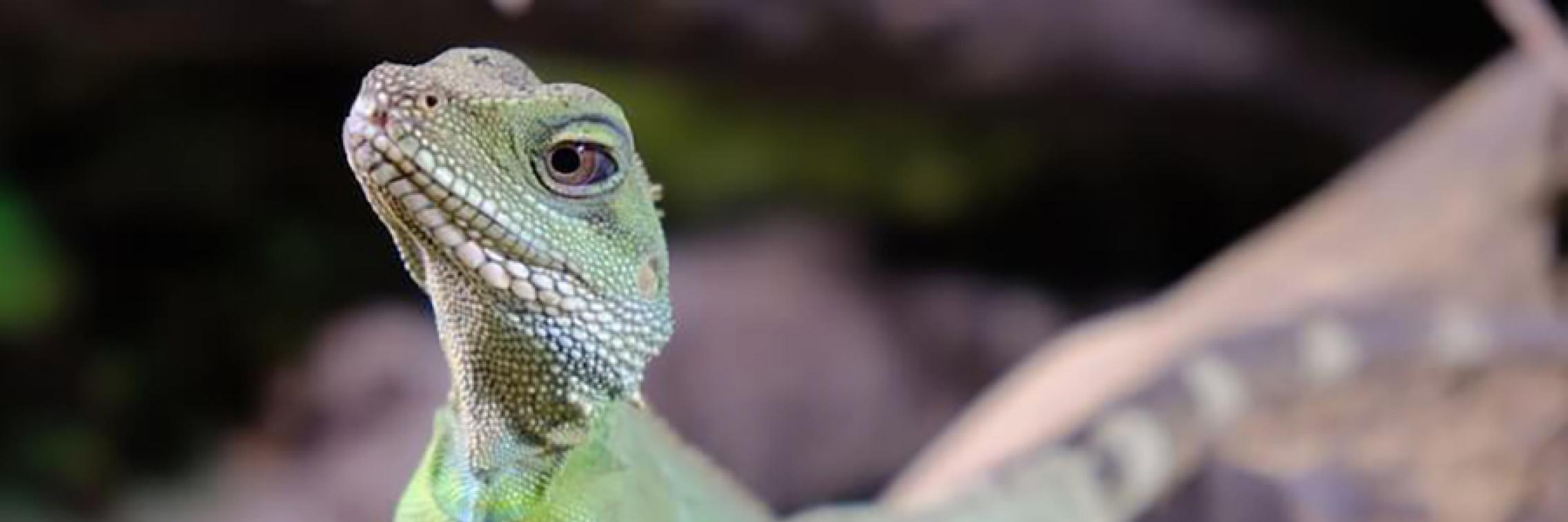 A lizard sitting on a stick