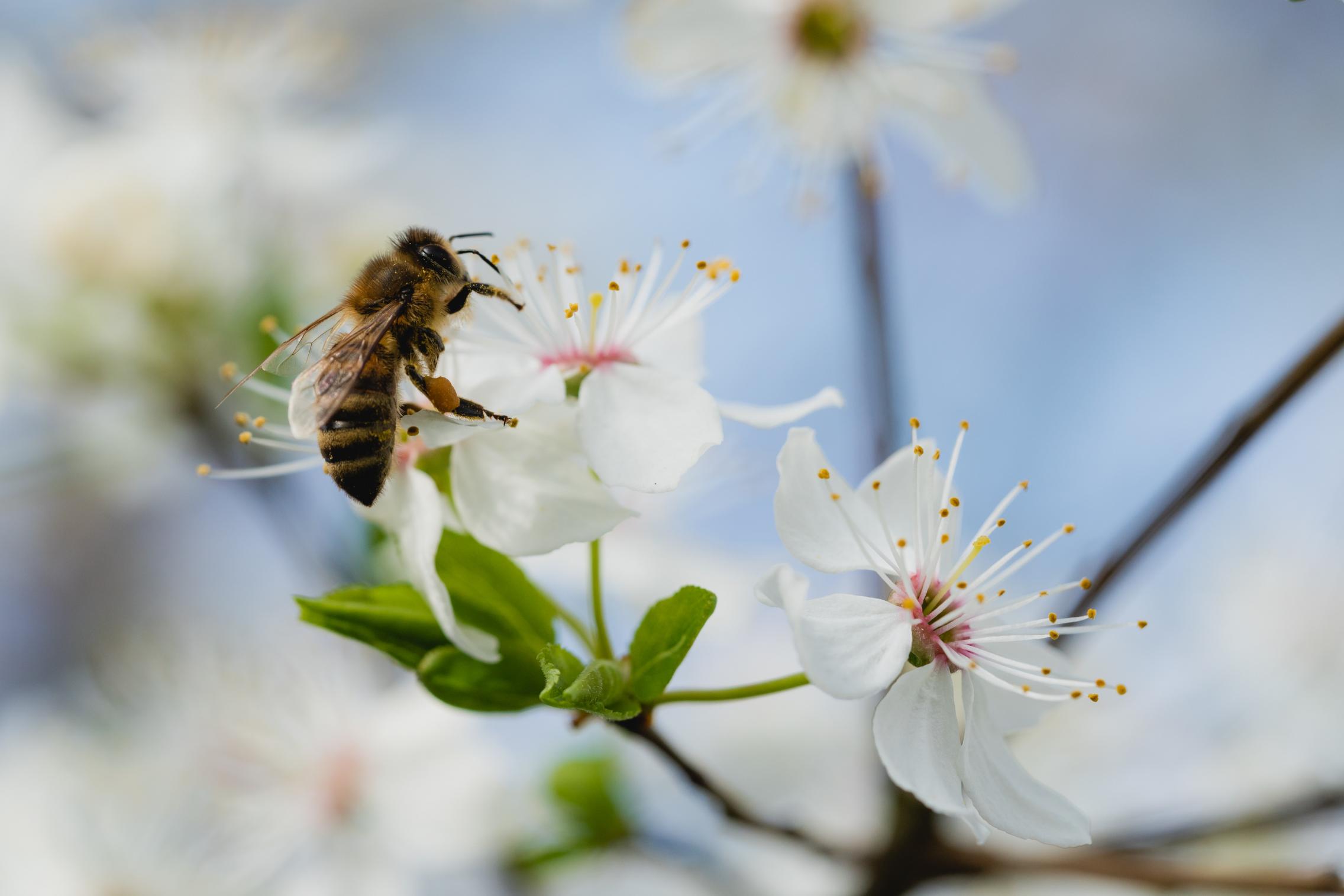 Protecting crops by preserving their pollinators