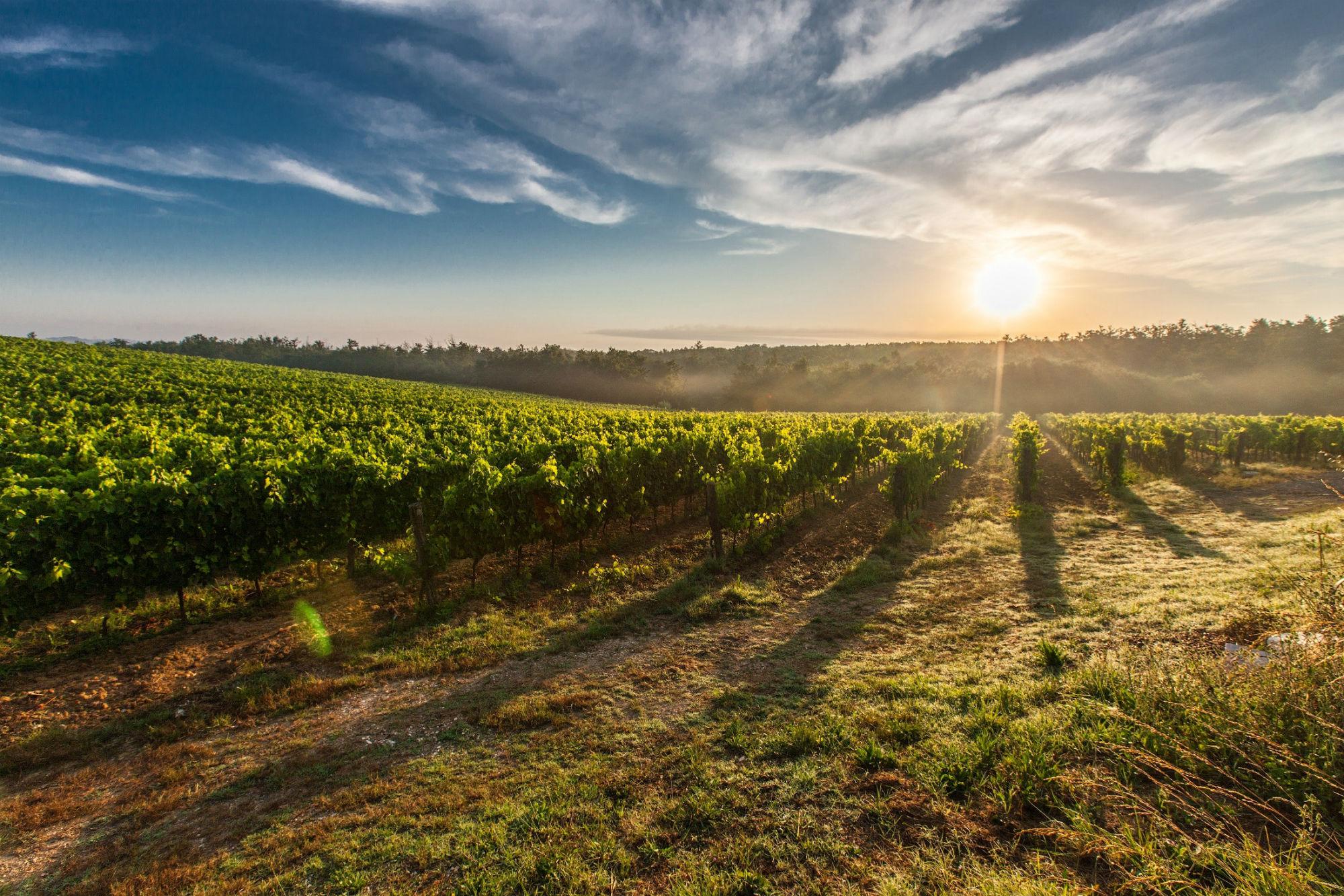 Wine crops in daylight