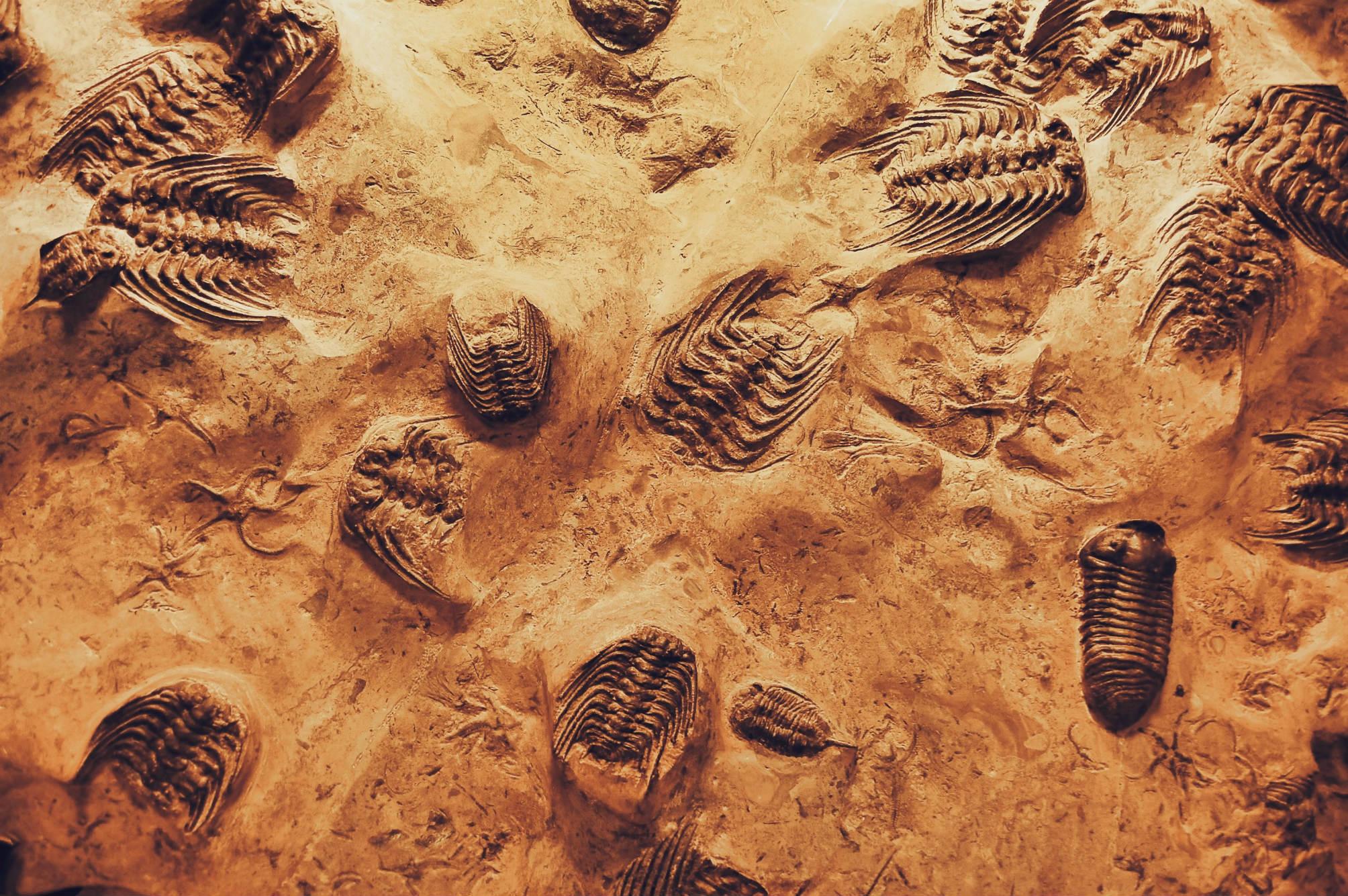 Close up photo of fossils