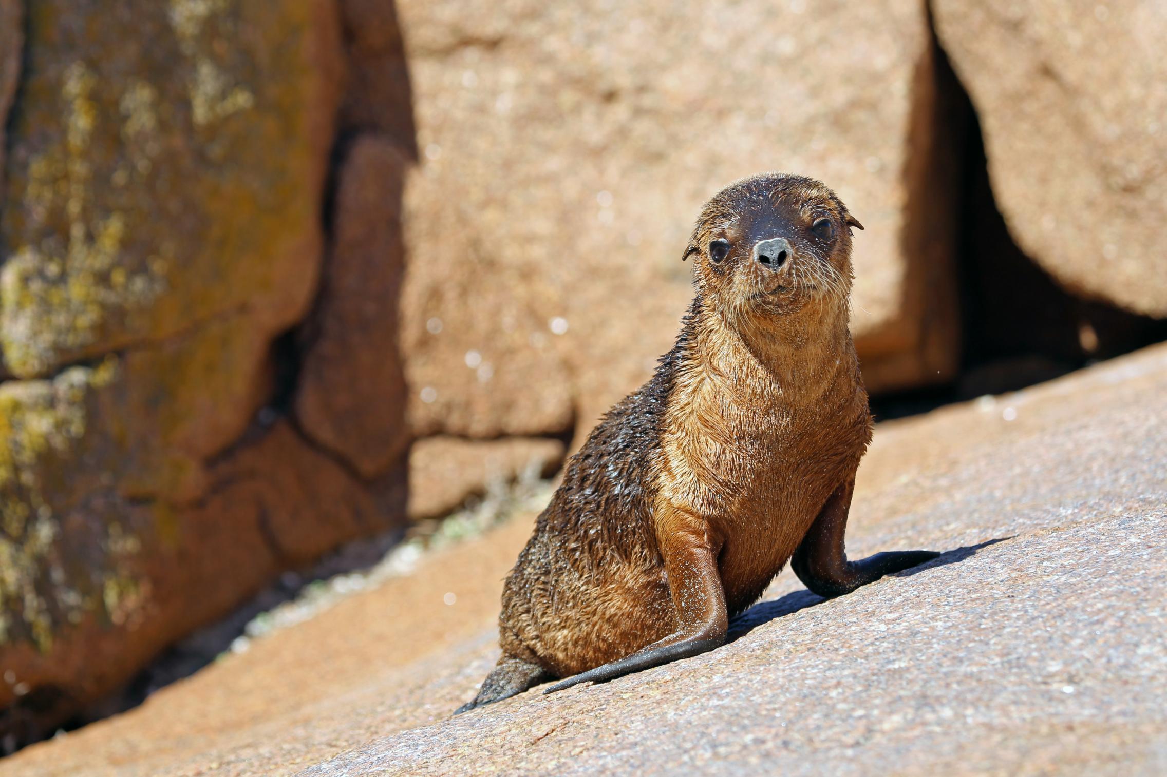 Australian sea lions (Neophoca cinerea) are one of the rarest pinnipeds in the world and they are declining