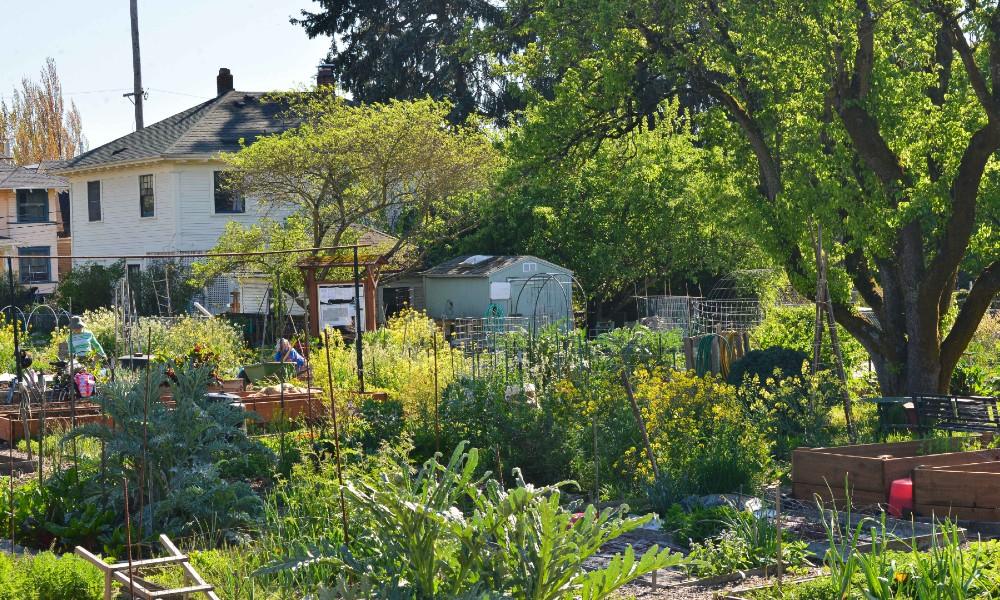 Community Garden