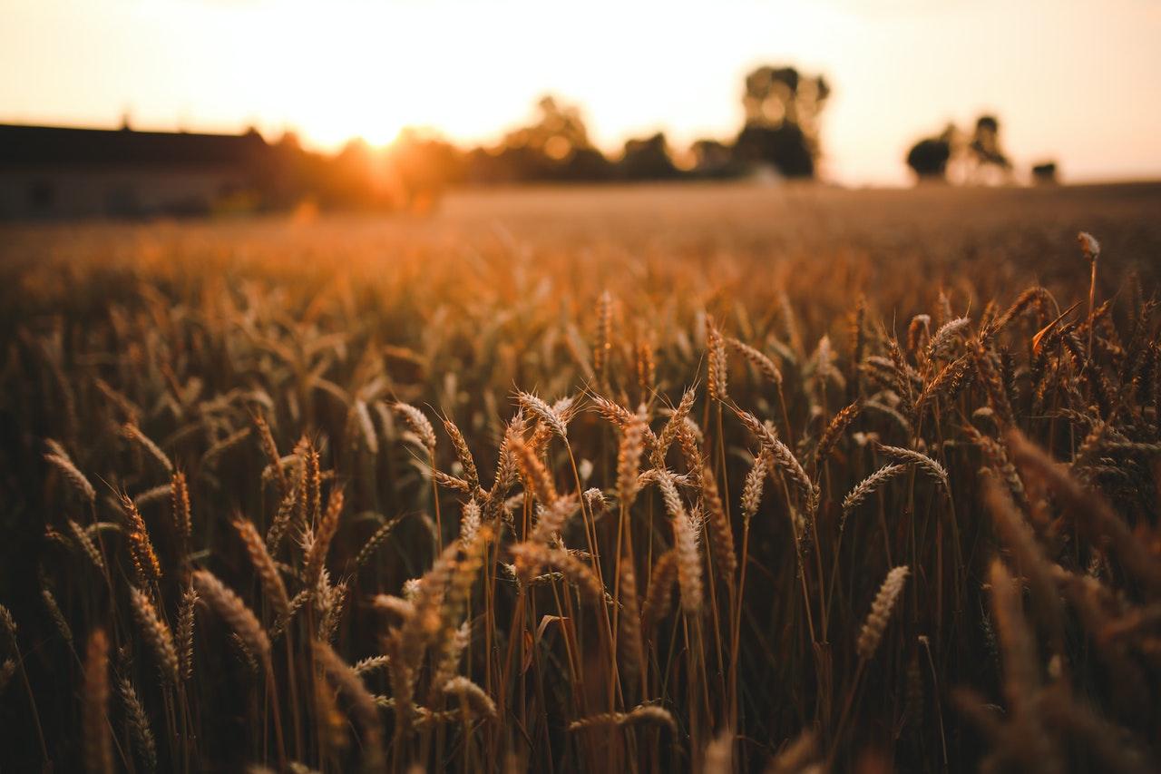 Close up photo of a wheat field at sunset